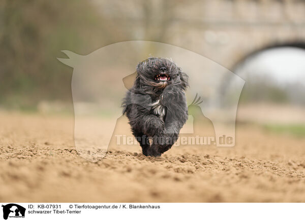 schwarzer Tibet-Terrier / KB-07931