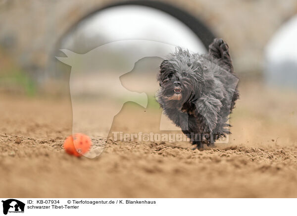 schwarzer Tibet-Terrier / black Tibetan Terrier / KB-07934