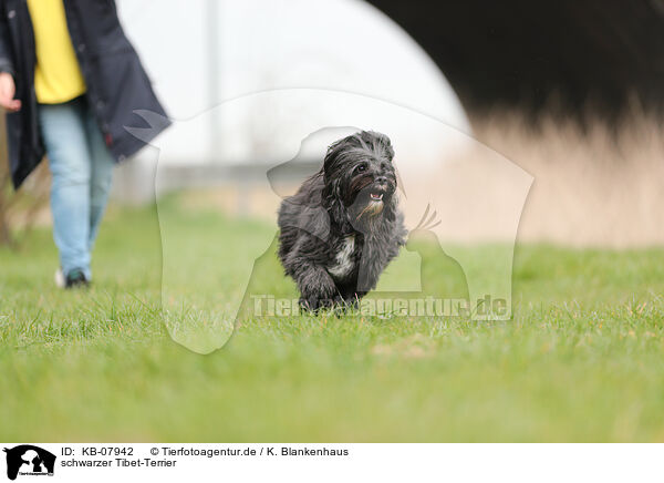 schwarzer Tibet-Terrier / black Tibetan Terrier / KB-07942