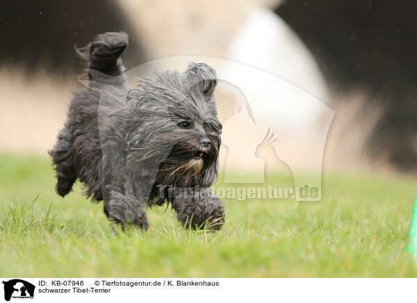 schwarzer Tibet-Terrier / black Tibetan Terrier / KB-07946
