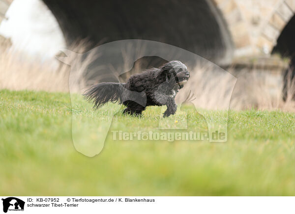 schwarzer Tibet-Terrier / black Tibetan Terrier / KB-07952