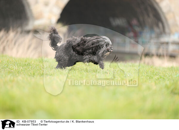 schwarzer Tibet-Terrier / black Tibetan Terrier / KB-07953