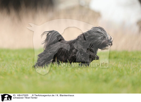 schwarzer Tibet-Terrier / black Tibetan Terrier / KB-07955