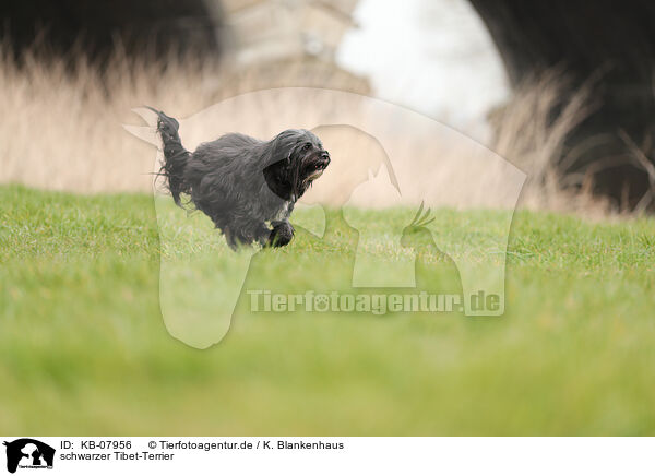 schwarzer Tibet-Terrier / black Tibetan Terrier / KB-07956