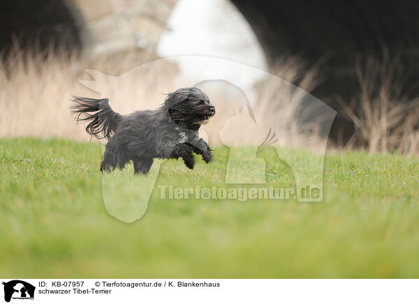 schwarzer Tibet-Terrier / black Tibetan Terrier / KB-07957
