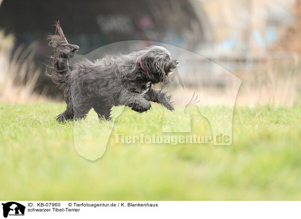 schwarzer Tibet-Terrier / black Tibetan Terrier / KB-07960