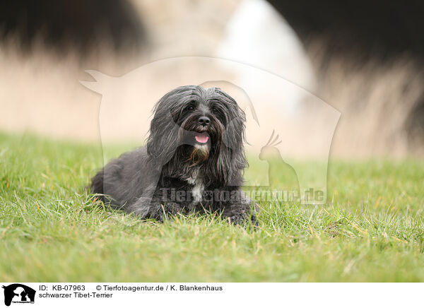 schwarzer Tibet-Terrier / black Tibetan Terrier / KB-07963
