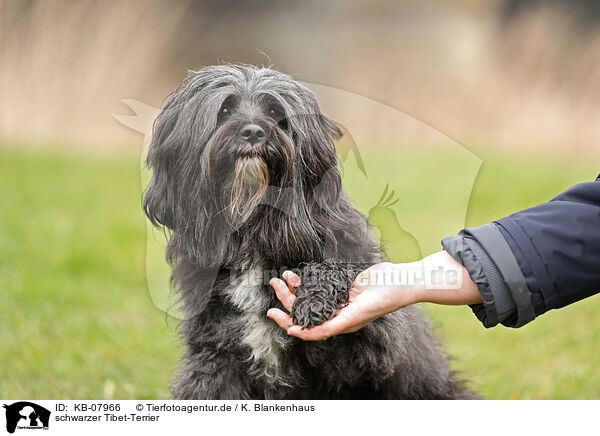 schwarzer Tibet-Terrier / black Tibetan Terrier / KB-07966