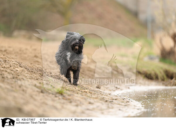 schwarzer Tibet-Terrier / black Tibetan Terrier / KB-07967