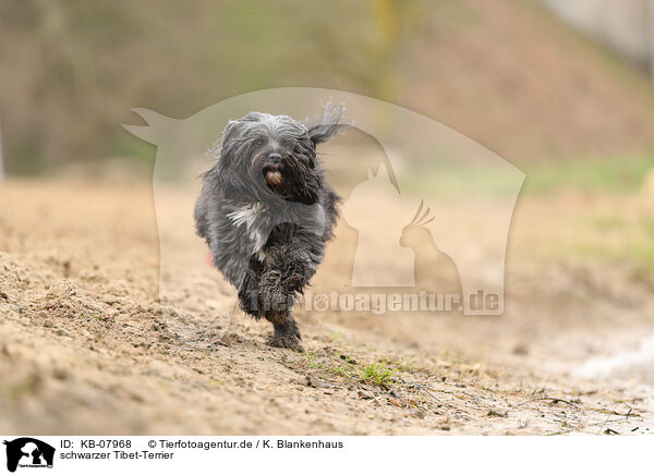 schwarzer Tibet-Terrier / black Tibetan Terrier / KB-07968