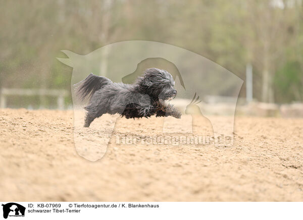 schwarzer Tibet-Terrier / KB-07969
