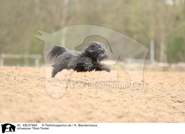 schwarzer Tibet-Terrier / KB-07969