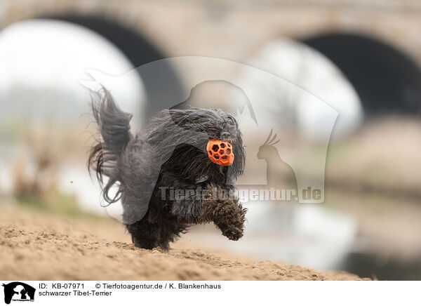 schwarzer Tibet-Terrier / KB-07971