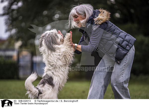 Tibet Terrier beim Hundesport / SIB-02813