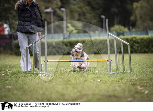 Tibet Terrier beim Hundesport / SIB-02820