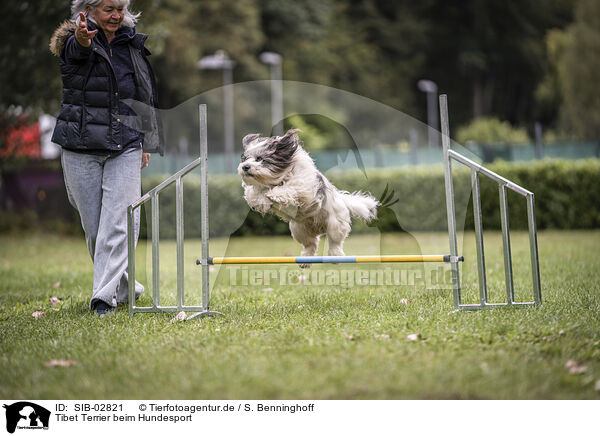 Tibet Terrier beim Hundesport / SIB-02821