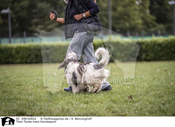 Tibet Terrier beim Hundesport / SIB-02822