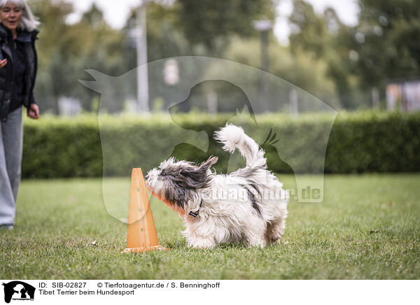 Tibet Terrier beim Hundesport / Tibetan Terrier at dog sport / SIB-02827