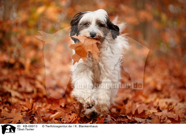 Tibet-Terrier / Tibetan Terrier / KB-08913