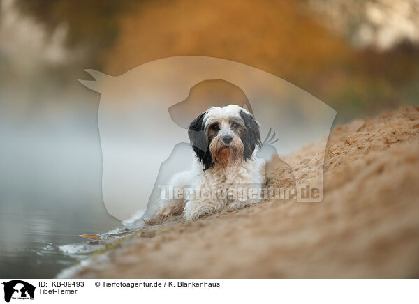 Tibet-Terrier / KB-09493