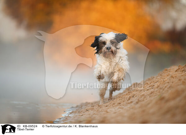 Tibet-Terrier / KB-09524