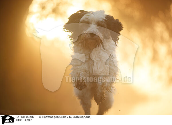 Tibet-Terrier / Tibetan Terrier / KB-09587