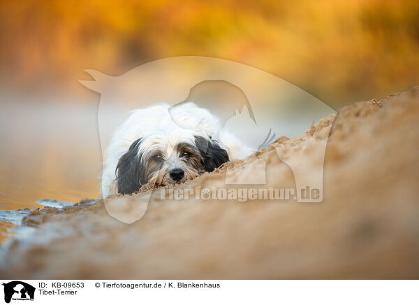Tibet-Terrier / Tibetan Terrier / KB-09653