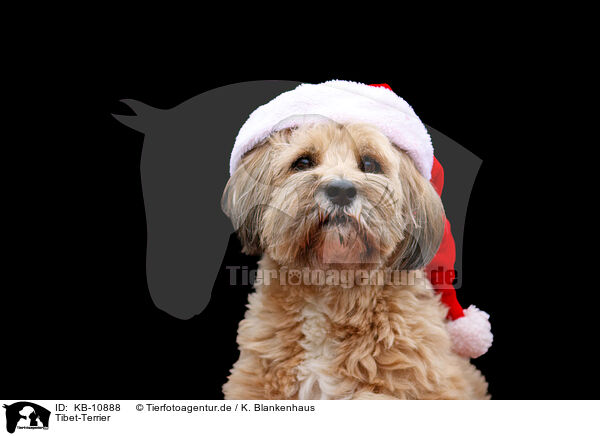 Tibet-Terrier / Tibetan Terrier / KB-10888