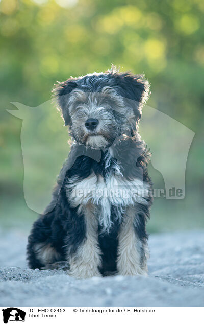 Tibet-Terrier / EHO-02453