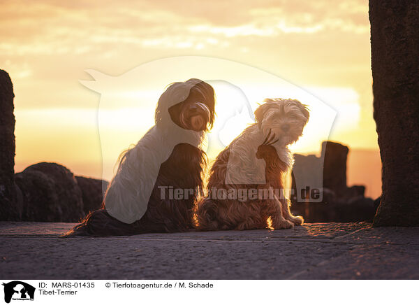 Tibet-Terrier / Tibetan Terrier / MARS-01435