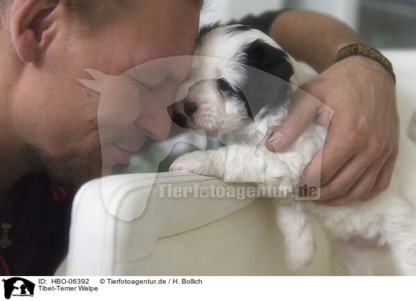Tibet-Terrier Welpe / HBO-06392