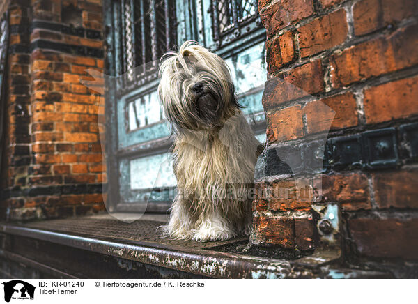 Tibet-Terrier / Tibetan Terrier / KR-01240