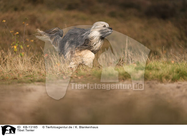 Tibet Terrier / KB-13185