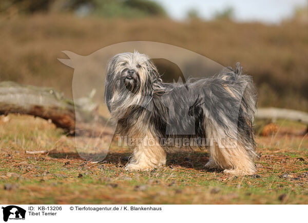 Tibet Terrier / KB-13206