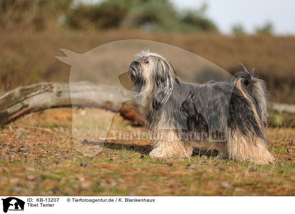 Tibet Terrier / KB-13207