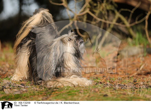 Tibet Terrier / Tibet Terrier / KB-13209