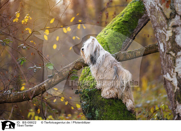 Tibet-Terrier / BS-08822
