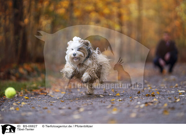 Tibet-Terrier / Tibetan Terrier / BS-08827
