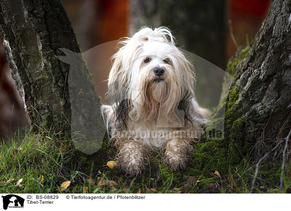 Tibet-Terrier / Tibetan Terrier / BS-08829