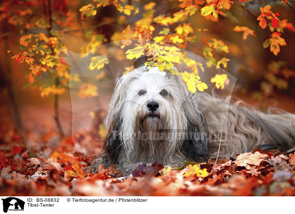 Tibet-Terrier / BS-08832
