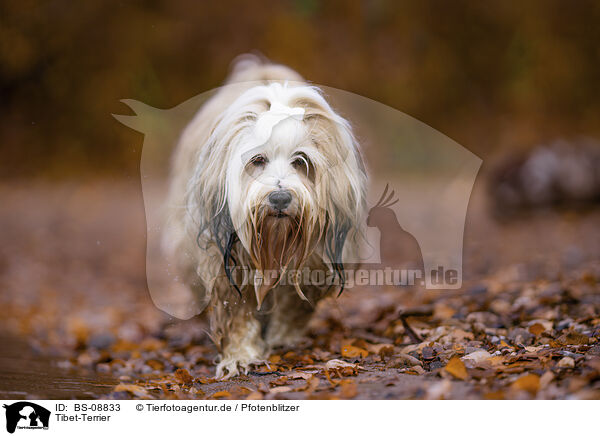 Tibet-Terrier / BS-08833