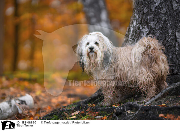 Tibet-Terrier / Tibetan Terrier / BS-08836