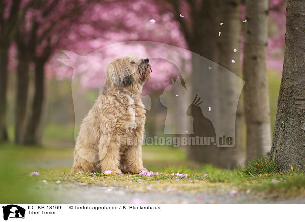 Tibet Terrier / Tibet Terrier / KB-18169