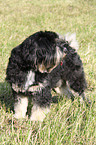 Tibet Terrier