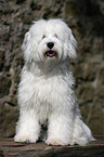 Tibet Terrier