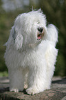 Tibet Terrier