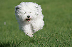 Tibet Terrier