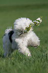 Tibet Terrier