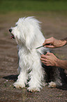 sitzender Tibet Terrier