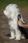 sitzender Tibet Terrier